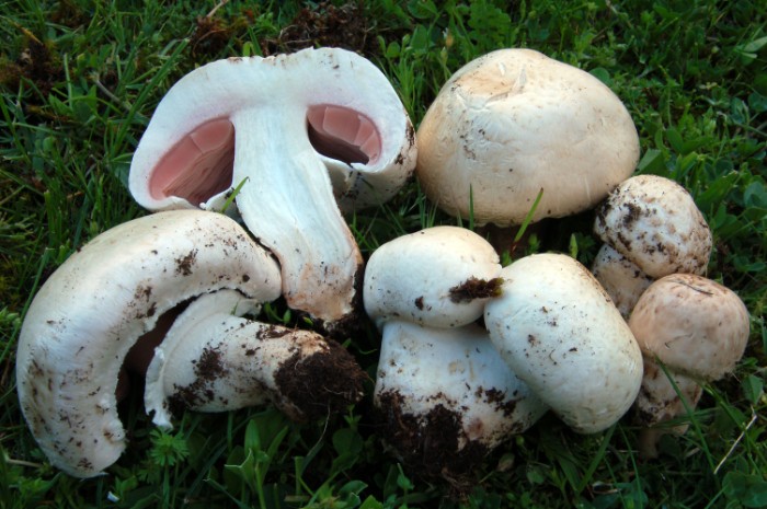 Agaricus da determinare